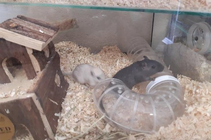 Rocky and Dodger are a lovely pair of gerbils. At only 8 weeks old, they are still learning and need to be handled daily. They love digging and exploring. They are so entertaining to watch as they are always on the go.
