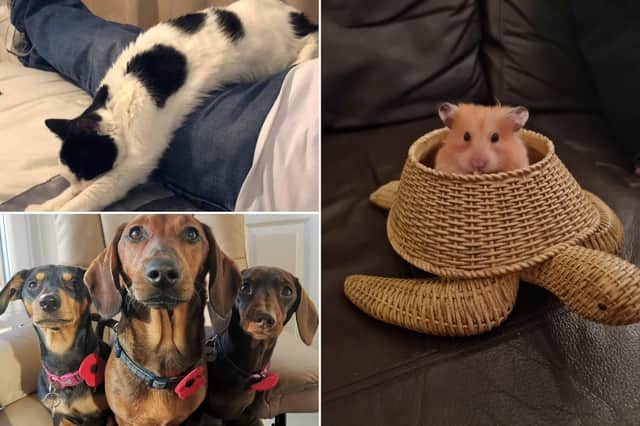 A selection of your cute and funny pets.