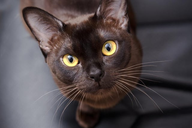 Burmese cats love attention and like to be around their owner. They are one of the most affectionate cat breeds and love to have cuddles. They’re also great around kids (Photo: Shutterstock)