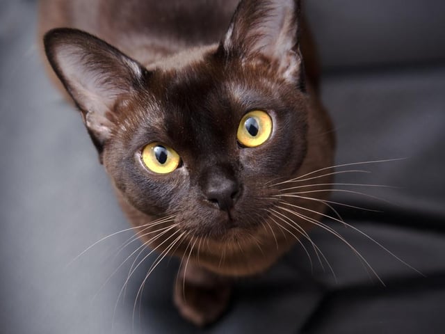 Burmese cats love attention and like to be around their owner. They are one of the most affectionate cat breeds and love to have cuddles. They’re also great around kids (Photo: Shutterstock)