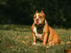One in every four dogs seized by police in South Yorkshire is an American XL Bully