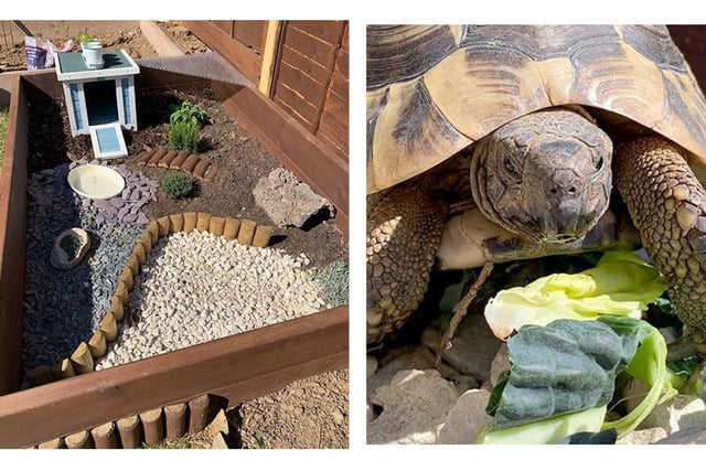 Conker the tortoise is loving life in lockdown thanks to the new home set up by owner Jenny Stewart.