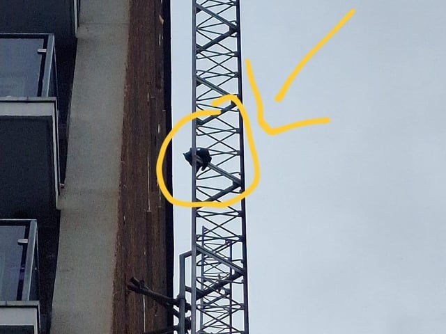 The arrow makes it clear where Murka was stuck
