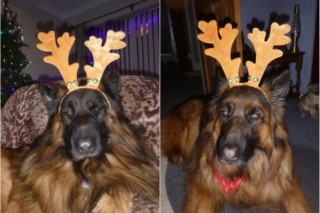 Boe and Bruce show off their antlers.