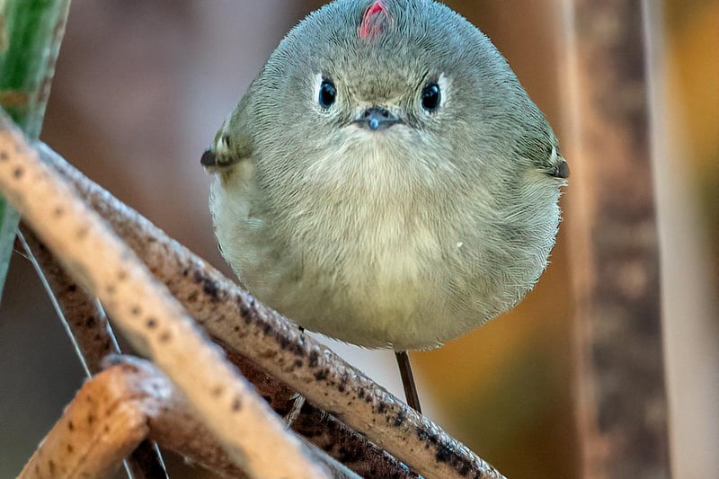 I followed this Ruby-Crowned Kinglet for about 15 minutes as it hopped from one branch to another in fast succession. I think it knew I was following it because, all of a sudden, it just stopped and stared at me for all of about 3 seconds!
Ruby-Crowned Kinglet	Atascadero, California	USA
