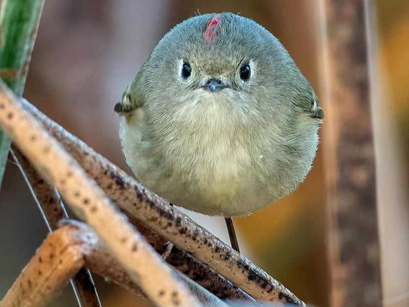 I followed this Ruby-Crowned Kinglet for about 15 minutes as it hopped from one branch to another in fast succession. I think it knew I was following it because, all of a sudden, it just stopped and stared at me for all of about 3 seconds!
Ruby-Crowned Kinglet	Atascadero, California	USA
