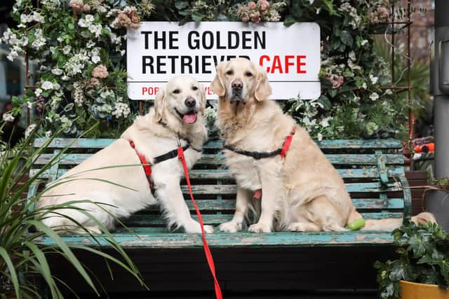 POP+BARK is bringing its feel-good Golden Retriever Cafe event to Sheffield in May.