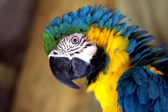 A macaw (Photo credit should read YURI CORTEZ/AFP via Getty Images)