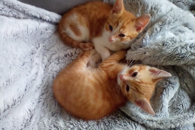 Annette Hill writes: "These two gorgeous boys are rescue kittens, saved by The Cats Protection and are so fabulous. They had a terrible start in life but are now making up for that. Introducing Hamish and Gus."