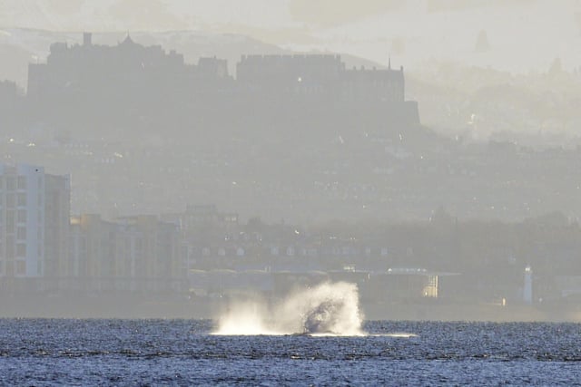 Humpback whale in the Firth of Forth with Edinburgh Castle  in the background. Pictures taken by Scotsman and Evening news reader Adrian Plumb