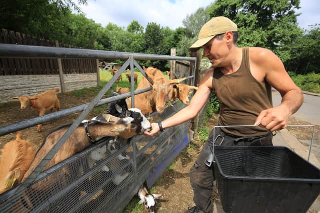 Frankie Tarantini feeding the animals at Heeley City Farm. Picture: Chris Etchells