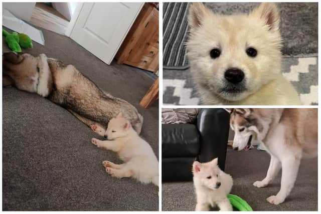 "Snow baby" Maya - a Husky/ Akita cross - has been adopted after an appeal to find forever homes for the adorable pup and four others from the same litter