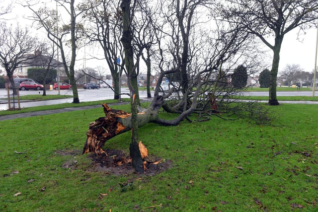 A huge tree fell down on Sunderland Road in South Shields following the storm.