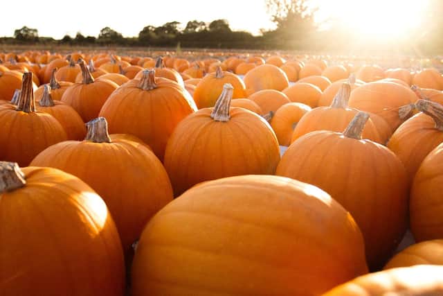 Sheffield has been ranked as one of the best places in the country for pumpkin picking
