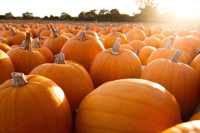 There are plenty of places near Glasgow to go pumpkin picking with East Yonderton Farm located close to Glasgpw Airport being the nearest. 