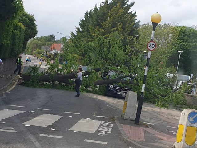 The road is closed in both directions while the tree is removed.