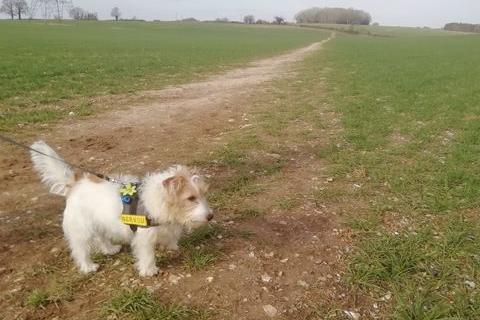 George out enjoying a walk in the Portsmouth area. Picture: Charley Davis
