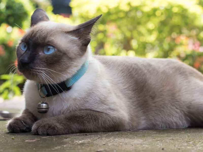 The vocal Siamese cat breed has 5,770,178 tags on Instagram.