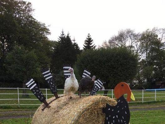 The farm is famous for its turkeys modelled from a large hay bale.
