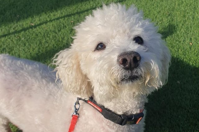 Toby is a Bichon Frise and 10 years and six months old. He is a complicated little chap who will need a very understanding new family. His new home will ideally have a large garden space where Toby can potter - he has ongoing medical issues for which he will need ongoing treatment. His new owners should have experience with dogs and will need to visit the Sanctuary several times to build a good relationship with him. Toby should have his own space in the house where he can be left to sleep and eat. He should live with adults only and must be the only pet in the home. Toby is very affectionate on his terms but certainly not a lap dog. He has had a very sheltered life so it does take some time to gain his trust.