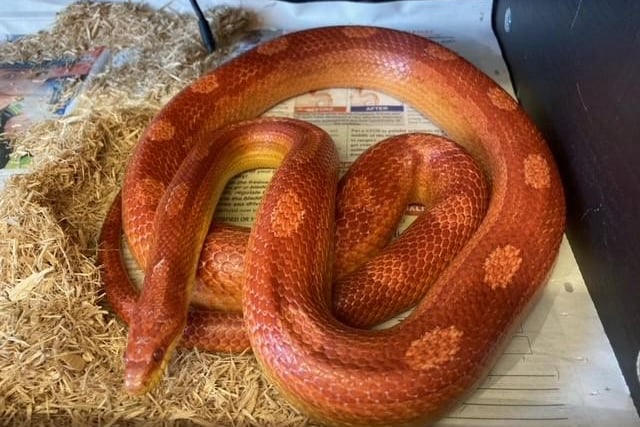 Claire Faddel: "Cherry or Grace could even go to a first time snake owner provided they’ve done their research and have the appropriate set up."
