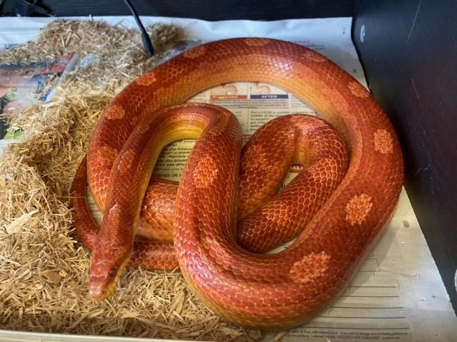 Claire Faddel: "Cherry or Grace could even go to a first time snake owner provided they’ve done their research and have the appropriate set up."