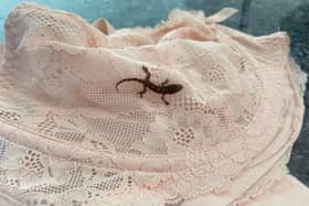 The gecko travelled all the way from Barbados in a bra.
