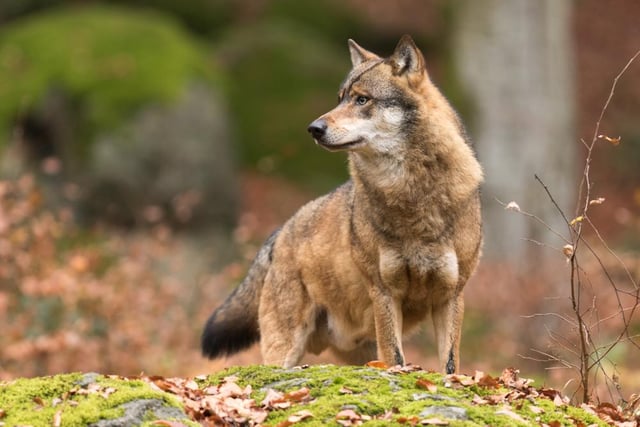 Though the idea of wolves roaming around our national parks might be an intimidating one, in reality the trouble they’ve caused in other countries where they’ve been successfully reintroduced has been limited.