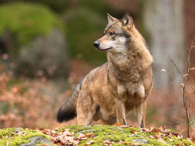 Though the idea of wolves roaming around our national parks might be an intimidating one, in reality the trouble they’ve caused in other countries where they’ve been successfully reintroduced has been limited.