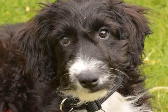 The missing labradoodle-collie cross has been seen in various parts of S8 and possibly S13