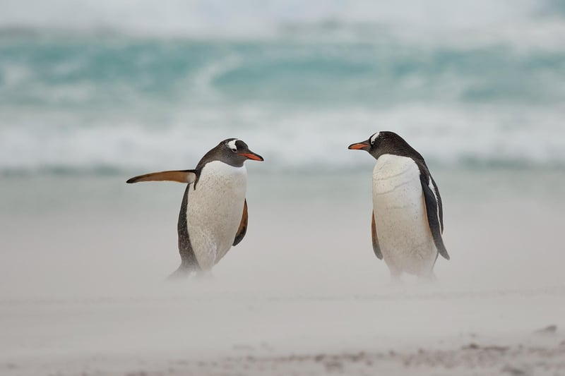 Two Gentoo penguins having a discussion after coming out of the surf
Animal: gentoo penguin
Location of shot: Falkland Islands