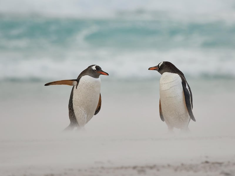 Two Gentoo penguins having a discussion after coming out of the surf
Animal: gentoo penguin
Location of shot: Falkland Islands