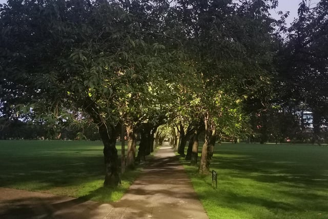 Early morning on one of the many tree lined walks in Edinburgh’s Meadows.