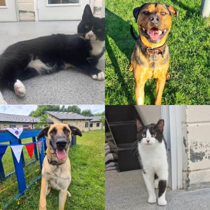 9 cats and dogs looking for a new home