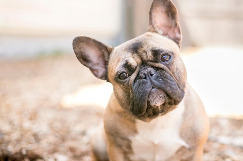 French bulldogs had the most search interest last year, with 450,000 searches.