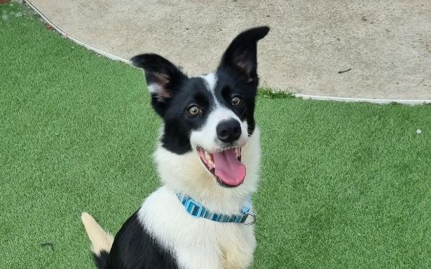 Tessi is a 10-month-old Border Collie pup.
She would thrive in an active home which could keep her brain occupied. 
She has had no basic training so must be enrolled into training classes as part of her adoption.
She could live with children aged 12 and above.
