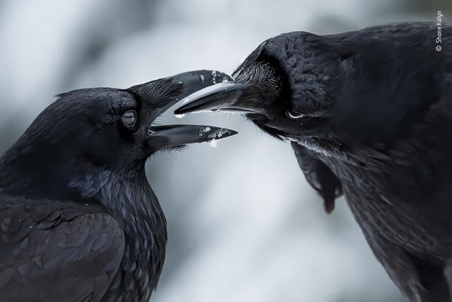 Shane Kalyn (Canada) watches a raven courtship display. It was midwinter, the start of the ravens’ breeding season. Shane lay on the frozen ground using the muted light to capture the detail of the ravens’ iridescent plumage against the contrasting snow to reveal this intimate moment when their thick black bills came together. Ravens probably mate for life. This couple exchanged gifts – moss, twigs and small stones – and preened and serenaded each other with soft warbling sounds to strengthen their relationship or ‘pair bond’.