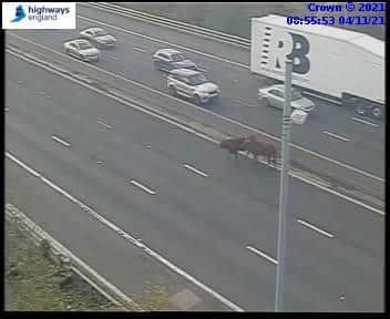 The M1 is closed at Tinsley in Sheffield due to cows being on the loose on the road