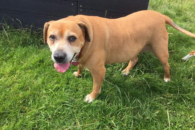 Is a friendly 10 year old crossbreed lady who loves a good cuddle looking out for a retirement home with her companion Paddy where they can be spoilt.