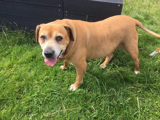 Is a friendly 10 year old crossbreed lady who loves a good cuddle looking out for a retirement home with her companion Paddy where they can be spoilt.