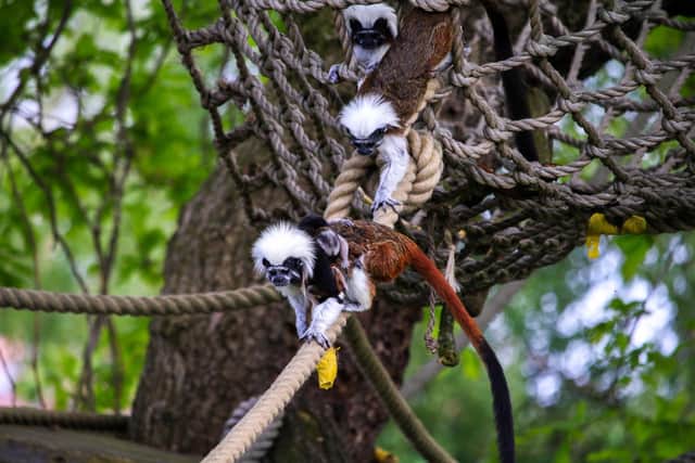 Yorkshire Wildlife Park has welcomed a newborn set of twins of critically endangered Cotton-Top Tamarin Monkeys.