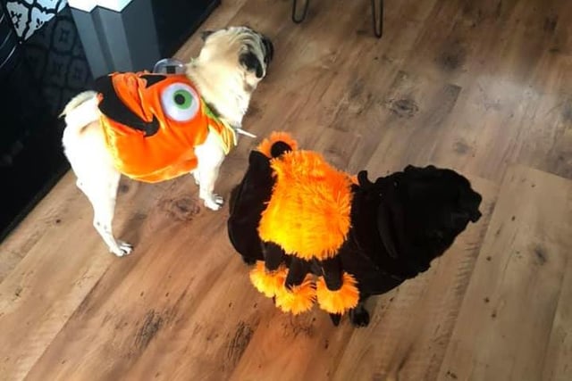 Daisy and Billy the pugs on Halloween patrol.