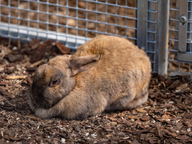 Portsmouth is blessed with so many fantastic parks. One of our favourites is at College Park in Copnor. As well as a the park off Kirby Road boasts a pet area with small animals and aviaries containing exotic birds.