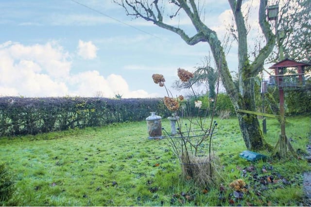 A second look at the back garden. It has a good-sized lawn and a characterful tree, and is surrounded by hedgerows.