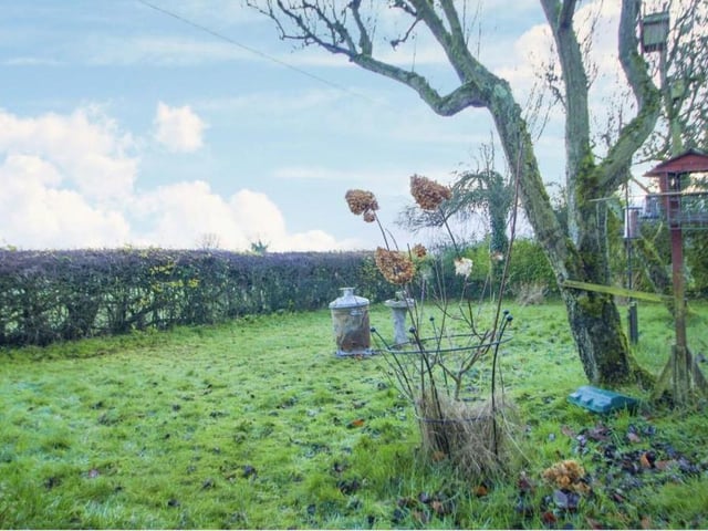 A second look at the back garden. It has a good-sized lawn and a characterful tree, and is surrounded by hedgerows.