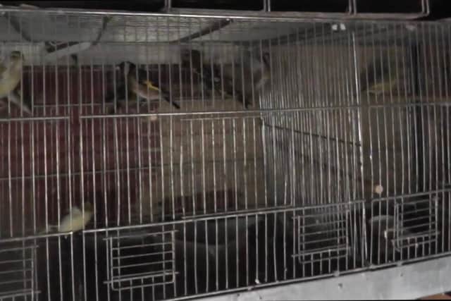 The cage in which the birds were kept (pic: RSPCA)