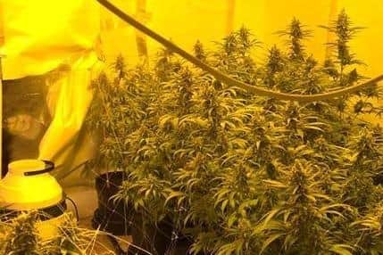 A cannabis factory containing 300 plants was found as part of a police investigation in Sheffield (archive picture)