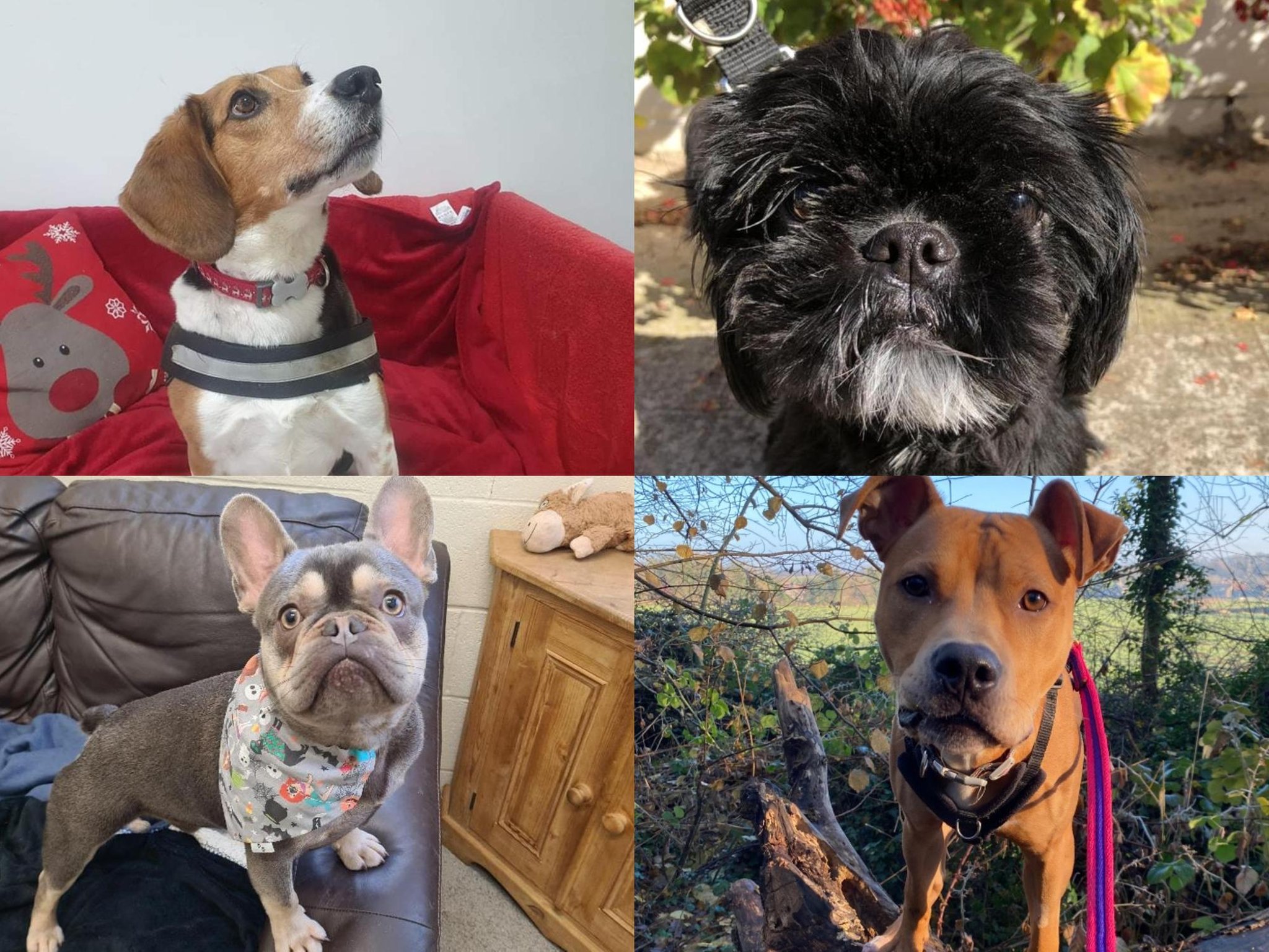 Here are 20 rescue dogs in Sheffield and South Yorkshire who are ...