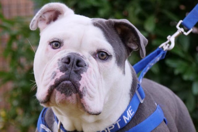 Meet lovely Lola. She is a one year old Bulldog. Lola has a cheeky, mischievous personality but is extremely loving and cuddly. Lola is a strong young lady and needs to be walked on a harness. She needs an experienced owner in bull breeds who understands brachycephalic and how Lola may struggle in warmer weather, unable to cool herself down properly. Placing her at an extreme risk for developing heatstroke or heat exhaustion. She will benefit from further training and will need someone at home most of the time as she has been known to be destructive when left for too long. Lola can be rehomed with another dog, preferably a male who will be comfortable with her boisterous nature. In the right home Lola will make a fantastic addition to an active family. I may live with dogs. She cannot live with cats but may live with secondary school age children, who will adore her. To adopt Lola see: https://rspca-radcliffe.org.uk/animal/lola/