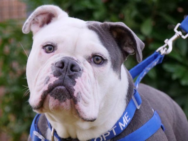 Meet lovely Lola. She is a one year old Bulldog. Lola has a cheeky, mischievous personality but is extremely loving and cuddly. Lola is a strong young lady and needs to be walked on a harness. She needs an experienced owner in bull breeds who understands brachycephalic and how Lola may struggle in warmer weather, unable to cool herself down properly. Placing her at an extreme risk for developing heatstroke or heat exhaustion. She will benefit from further training and will need someone at home most of the time as she has been known to be destructive when left for too long. Lola can be rehomed with another dog, preferably a male who will be comfortable with her boisterous nature. In the right home Lola will make a fantastic addition to an active family. I may live with dogs. She cannot live with cats but may live with secondary school age children, who will adore her. To adopt Lola see: https://rspca-radcliffe.org.uk/animal/lola/